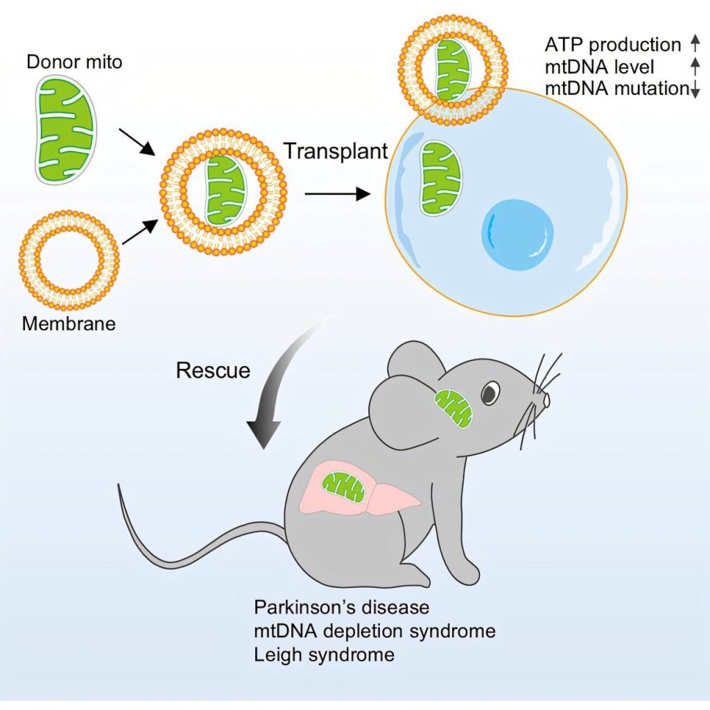 Mitochondrial capsule transplantation therapy shows potential for major diseases Mitochondrial