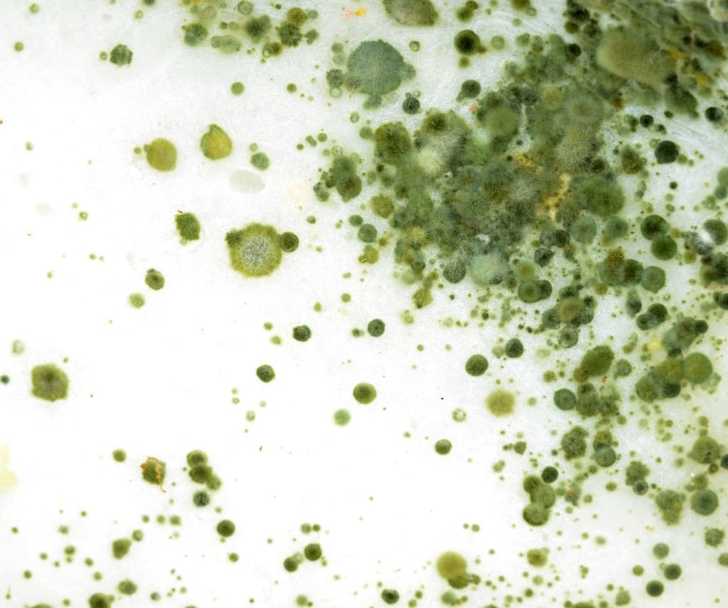 Mold